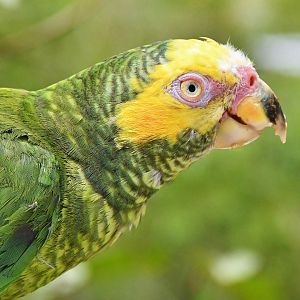 Yellow-faced Parrot (Alipiopsitta xanthops)