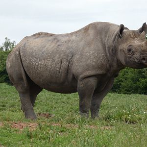 Eastern black rhinoceros