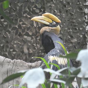 Great Indian hornbill