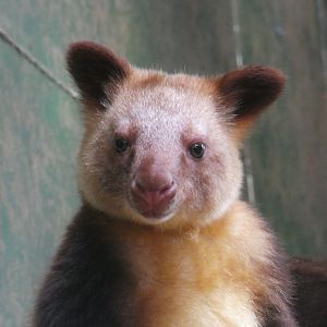 Goodfellow's tree kangaroo