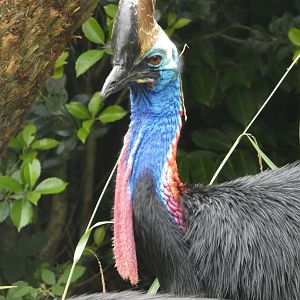 Southern cassowary
