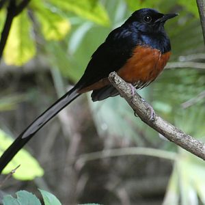 White-rumped shama