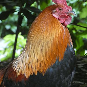 Red junglefowl