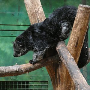 Palawan binturong