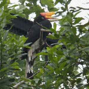Javan rhinoceros hornbill