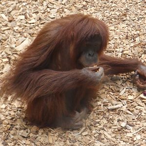 Sumatran orangutan