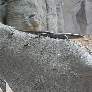 Sun skink