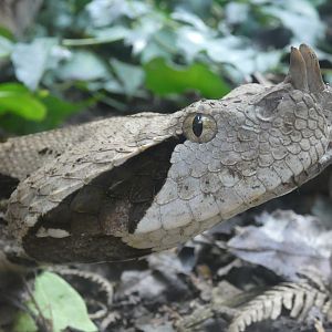 Gaboon viper