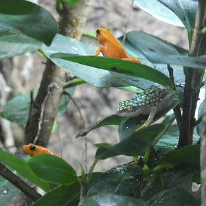 Golden mantella and White-spotted reed frog