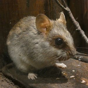 Acacia rat
