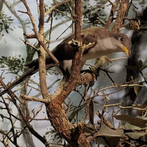 Yellow-billed cuckoo (Coccyzus americanus)