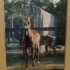 Historic photograph of captive Nilgai (Boselaphus tragocamelus)