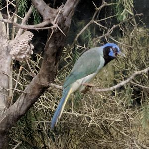 Green jay (Cyanocorax luxuosus)