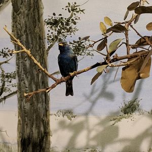 Indigo bunting (Passerina cyanea)