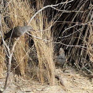 Curve-billed thrasher (Toxostoma curvirostre) (Left) and Scaled quail (Callipepla squamata) (Right)