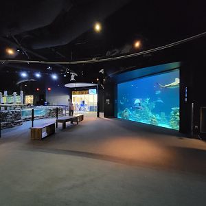 Greensboro 2/2023 - First look inside aquarium