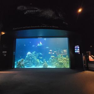 Greensboro 2/2023 - Shark Reef