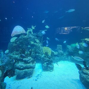 Greensboro 2/2023 - Shark Reef