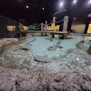 Greensboro 2/2023 - Cownose ray touchtank