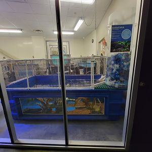 Greensboro 2/2023 - Marbled catfish