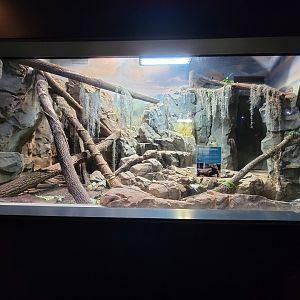 Greensboro 2/2023 - Rhinoceros Iguana