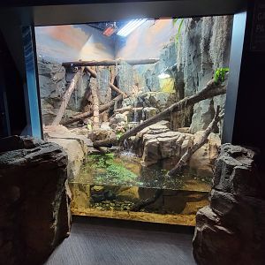 Greensboro 2/2023 - Rhinoceros Iguana