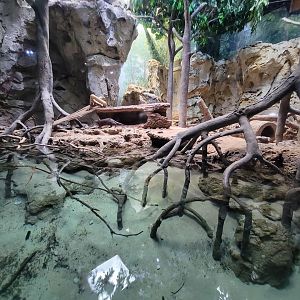 Greensboro 2/2023 - Asian small-clawed otters