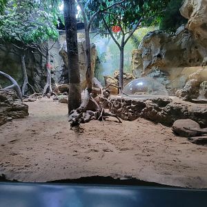 Greensboro 2/2023 - Asian small-clawed otters