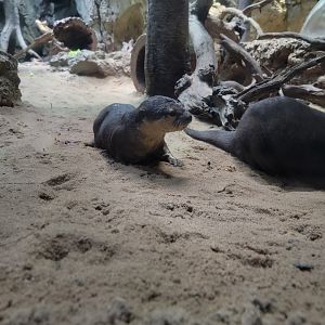 Greensboro 2/2023 - Asian small-clawed otters