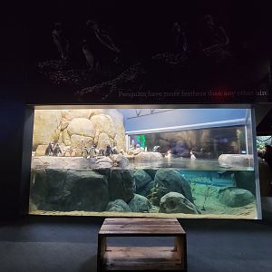 Greensboro 2/2023 - African penguins