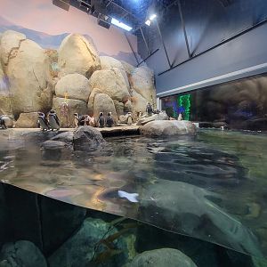 Greensboro 2/2023 - African penguins