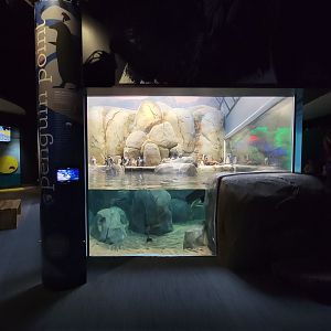 Greensboro 2/2023 - African penguins