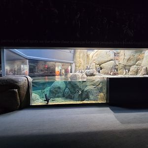 Greensboro 2/2023 - African penguins