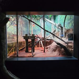 Greensboro 2/2023 - Amazon, Burmese python