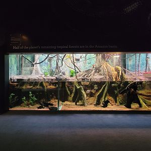 Greensboro 2/2023 - Amazon, main exhibit