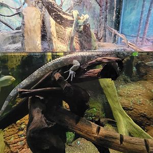 Greensboro 2/2023 - Amazon, Caiman lizard in the water