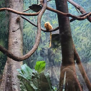 Greensboro 2/2023 - Amazon, Golden lion tamarin