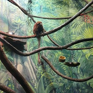 Greensboro 2/2023 - Amazon, Bolivian gray titi