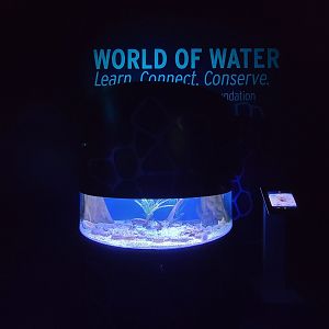 Greensboro 2/2023 - Upside down jellies