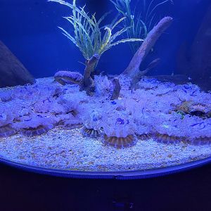 Greensboro 2/2023 - Upside down jellies