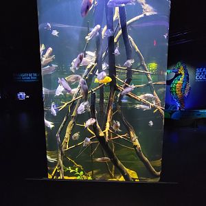 Greensboro 2/2023 - Cichlids