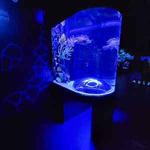 Greensboro 2/2023 - Lionfish, orange-spotted foxface rabbitfish