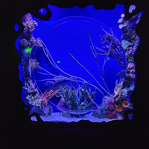 Greensboro 2/2023 - Potbelly seahorse tank