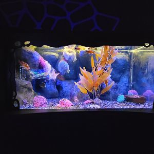 Greensboro 2/2023 - Kelp Forest tank