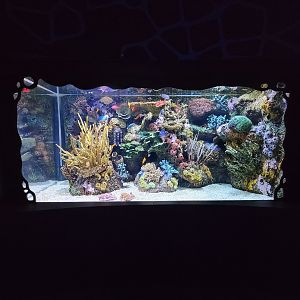 Greensboro 2/2023 - Rainbow Reef tank