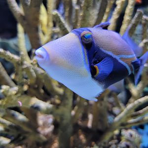 Greensboro 2/2023 - Picasso triggerfish