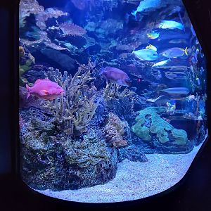 Greensboro 2/2023 - Pacific Jewels tank