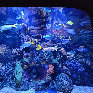 Greensboro 2/2023 - Pacific Jewels tank