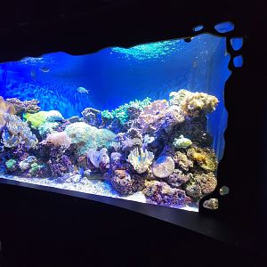 Greensboro 2/2023 - Living Coral tank