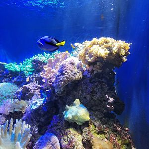 Greensboro 2/2023 - Living Coral tank